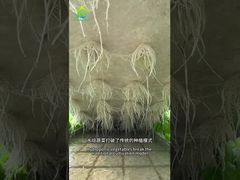 Système de culture sans sol DWC