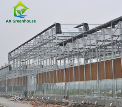Type commercial de Venlo de verre trempé serre chaude Multispan pour agricole