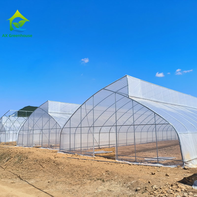 Tunnel de serre en plastique tropical à dent de scie unique sur mesure pour la culture des légumes