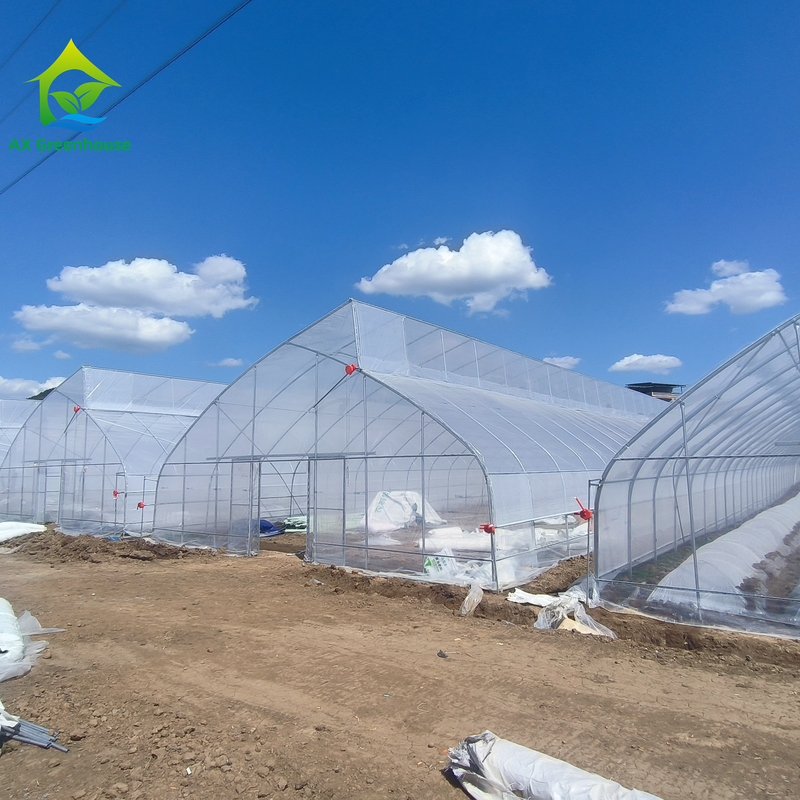 Tunnel de serre en plastique tropical à dent de scie unique sur mesure pour la culture des légumes