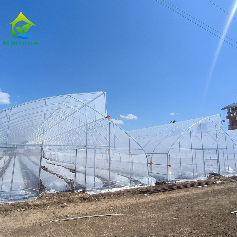Tunnel de serre en plastique tropical à dent de scie unique sur mesure pour la culture des légumes
