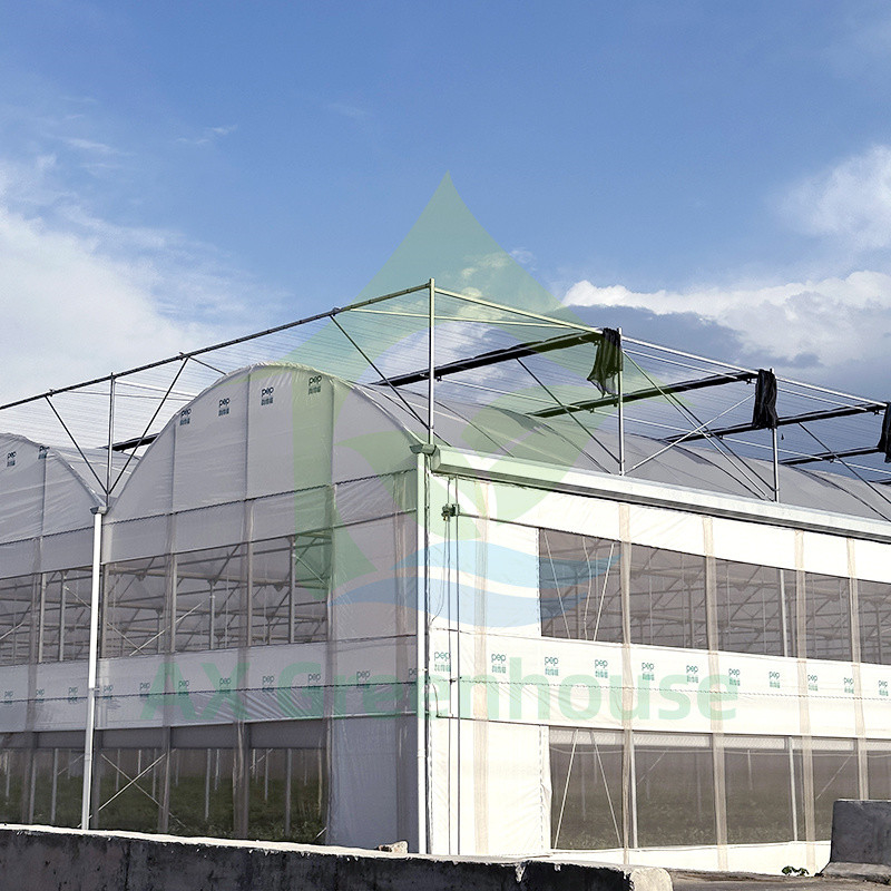 Serre poly-tunnel en plastique PE film multi-étendue tomate pour les fruits et légumes avec filet d'ombre