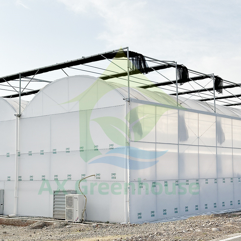 Serre poly-tunnel en plastique PE film multi-étendue tomate pour les fruits et légumes avec filet d'ombre