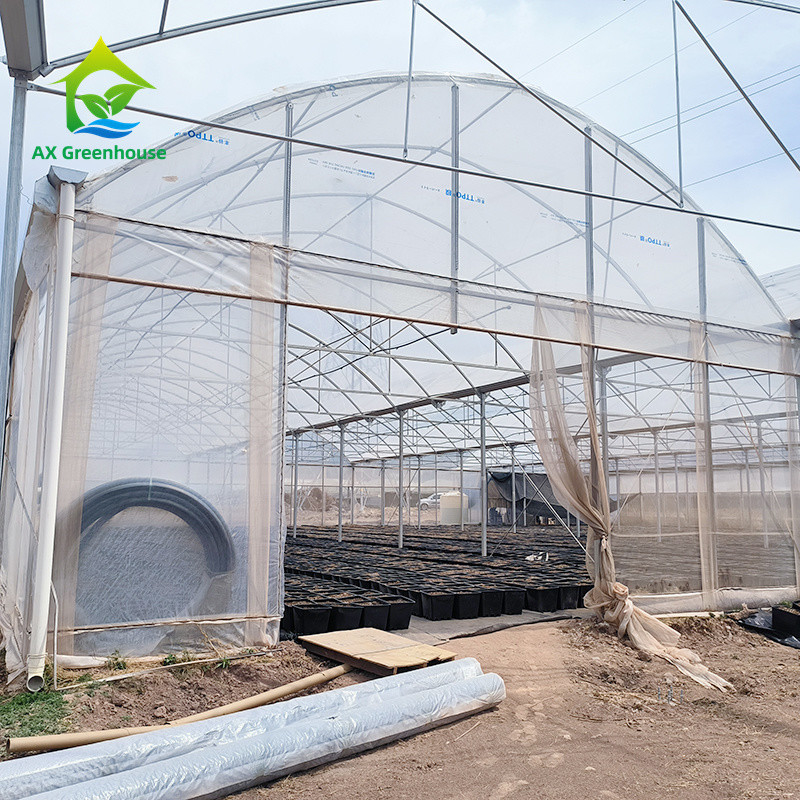 Structure de cadre métallique tropical à longue portée Tomate Poly tunnel Serre pour les fruits et légumes