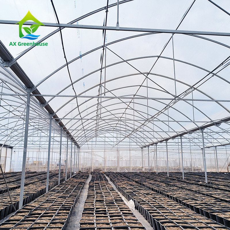 Structure de cadre métallique tropical à longue portée Tomate Poly tunnel Serre pour les fruits et légumes