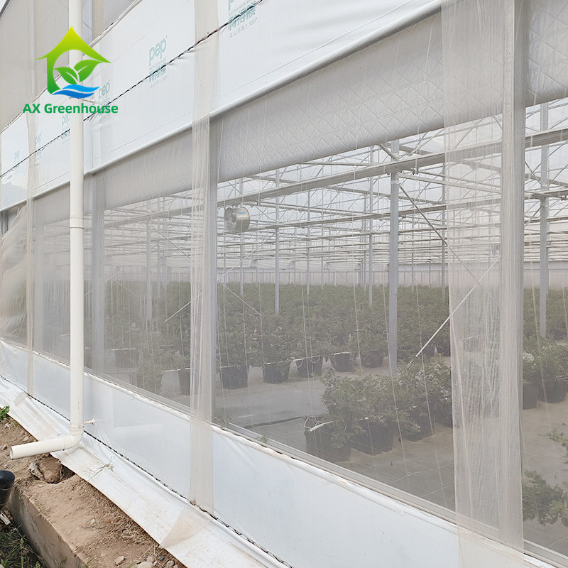 Structure de cadre métallique tropical à longue portée Tomate Poly tunnel Serre pour les fruits et légumes
