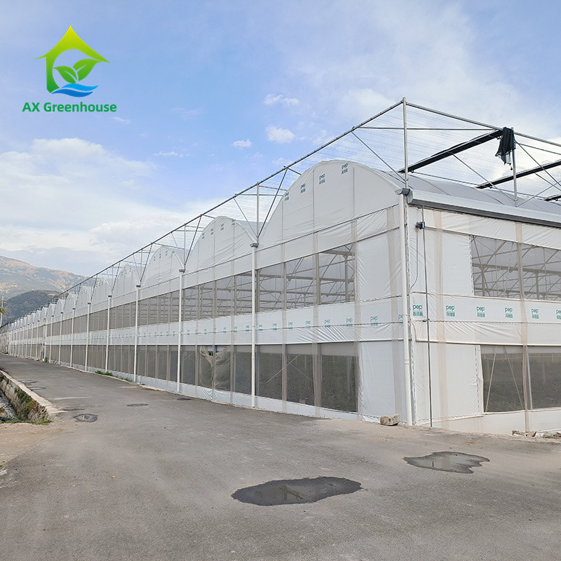 Structure de cadre métallique tropical à longue portée Tomate Poly tunnel Serre pour les fruits et légumes