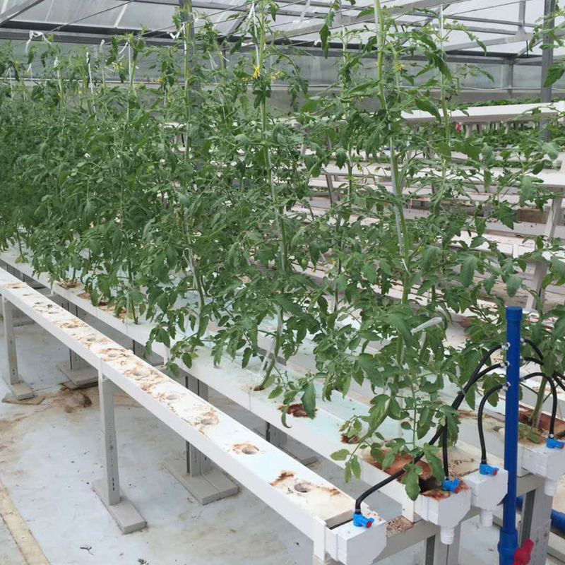 Horticulture Tubes circulaires Culture sans sol Systèmes de culture par canal hydroponique NFT pour la culture