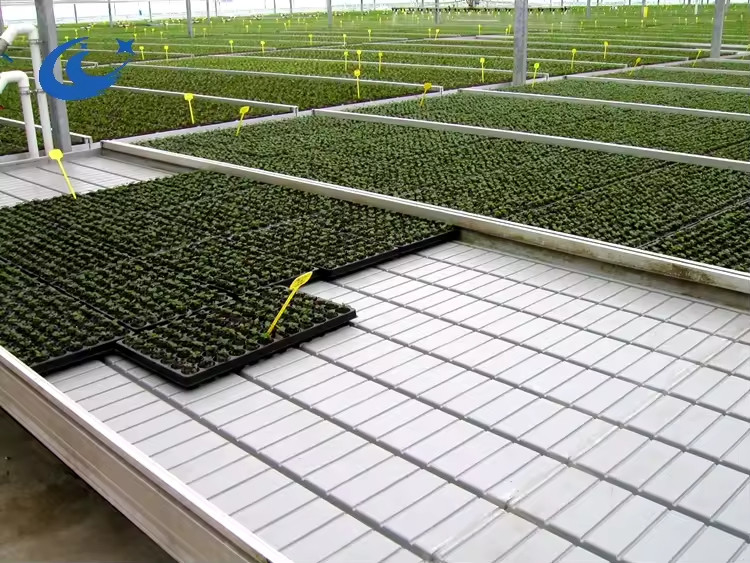 Bancs roulants en serre Table de culture pour les plants de tomates semis Système d'irrigation par écoulement