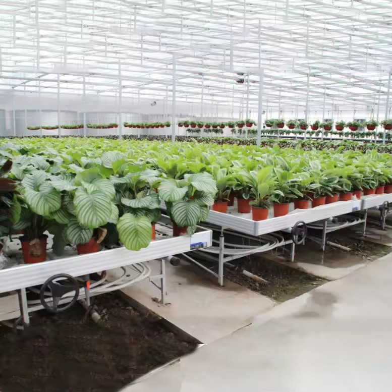 Serre à l'intérieur des bancs hydroponiques et des bancs à rouleaux d'inondation pour cultiver des graines