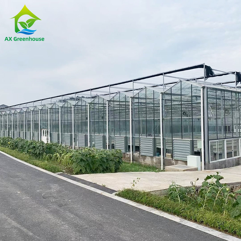 9.6m/10.8m/12m Largeur cadre en alliage d'aluminium verre agricole Venlo Serre multi-span avec triangle de teint