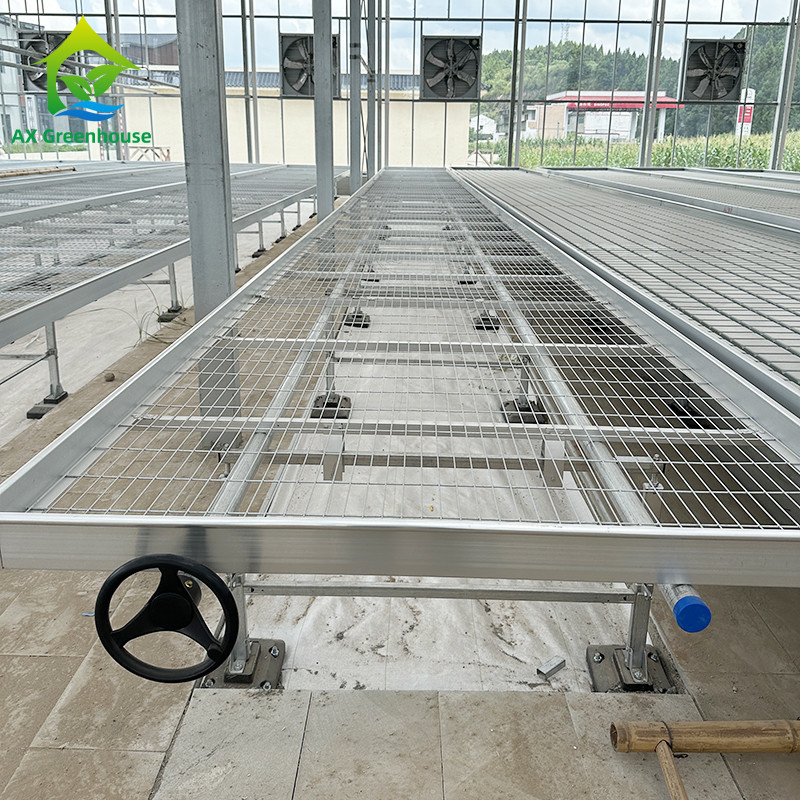 Serre à l'intérieur des bancs hydroponiques et des bancs à rouleaux d'inondation pour cultiver des graines
