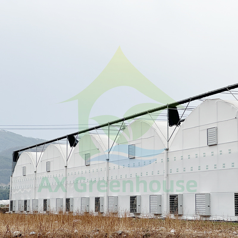 Vente à chaud de serres à film résistant aux UV poly-tunnel multi-span personnalisées pour tomates