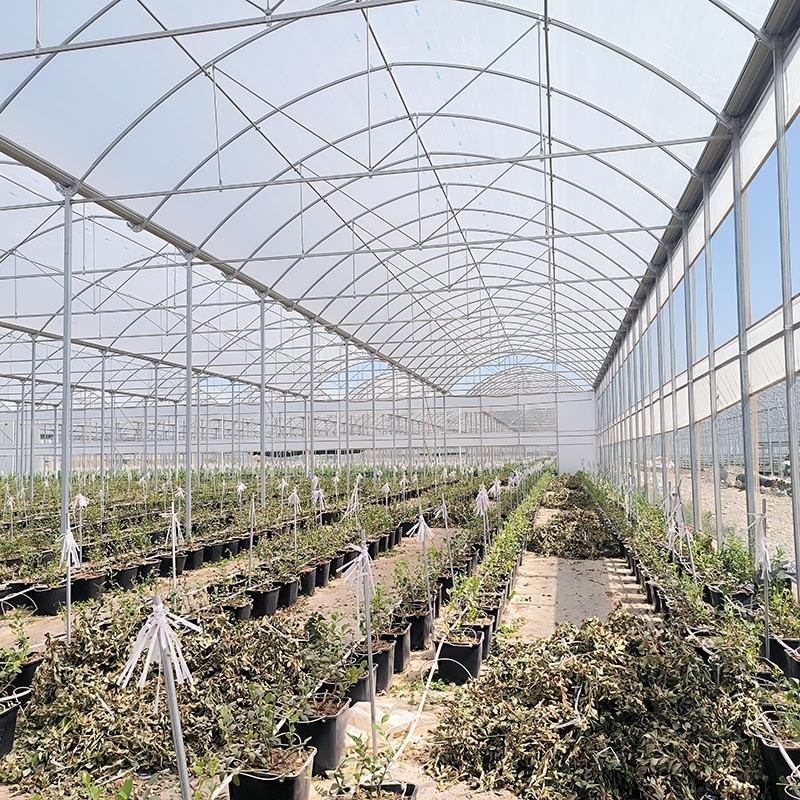 Structure d'acier agricoles Poly tunnel ombrage noir Serre multi-span avec système de refroidissement en option