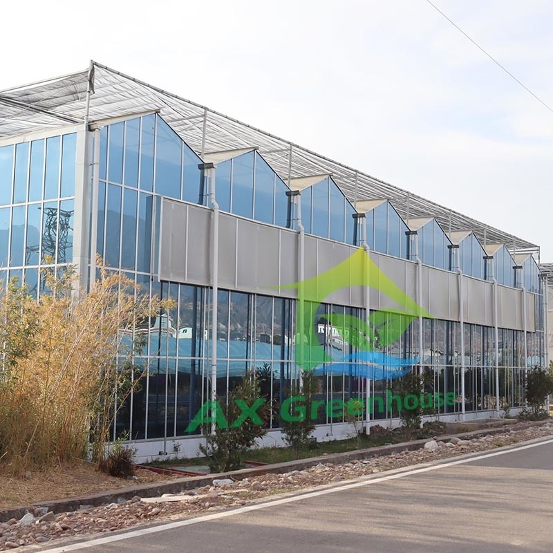 Panneaux trempés en verre agricole de type Venlo, serre à charpente en acier galvanisé pour la culture de concombres