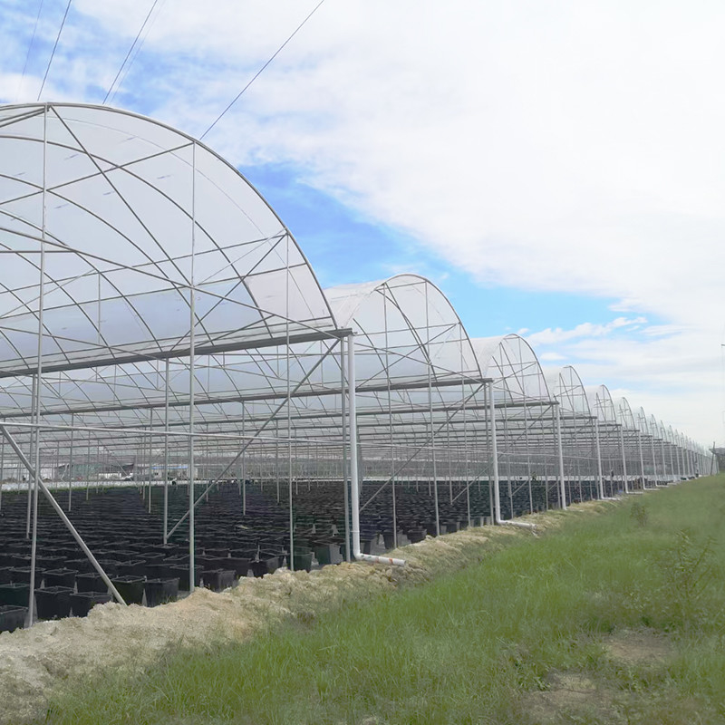 Serre à pellicule de plastique résistante aux UV de 30x10m pour tomates et légumes avec revêtement en pellicule