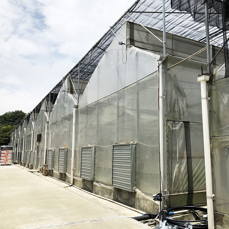 Structure d'acier Dent de scie Poly film bas tunnel Serre à plusieurs travées agricole pour une production végétale durable