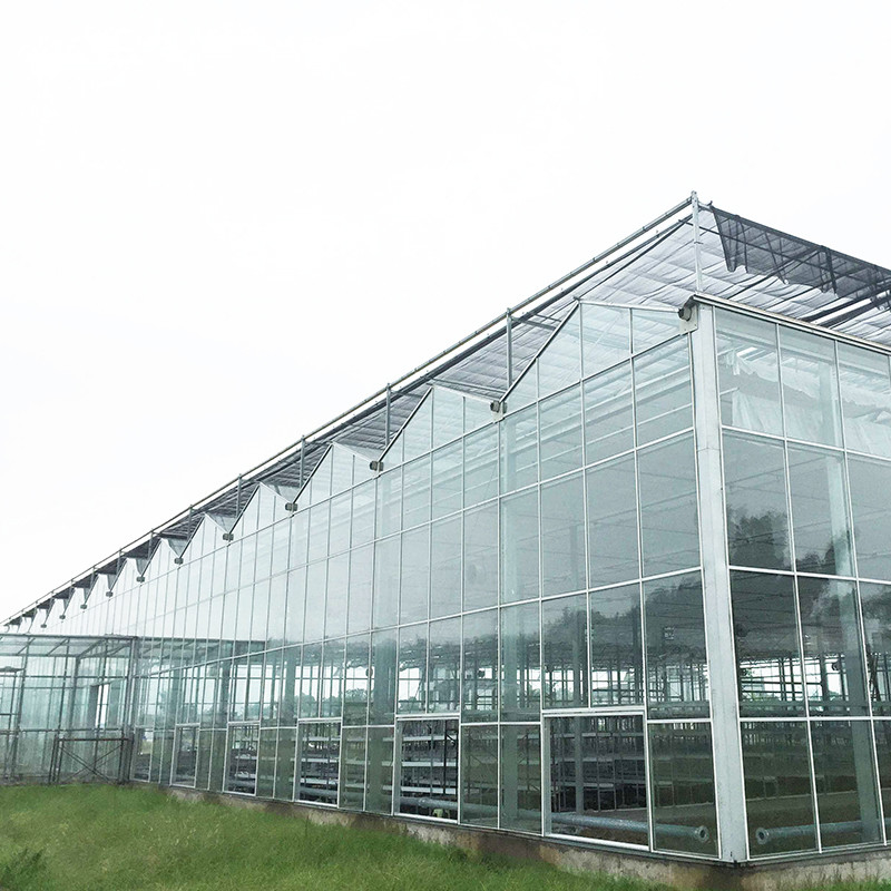 9.6m/10.8m/12m Largeur cadre en alliage d'aluminium verre agricole Venlo Serre multi-span avec triangle de teint