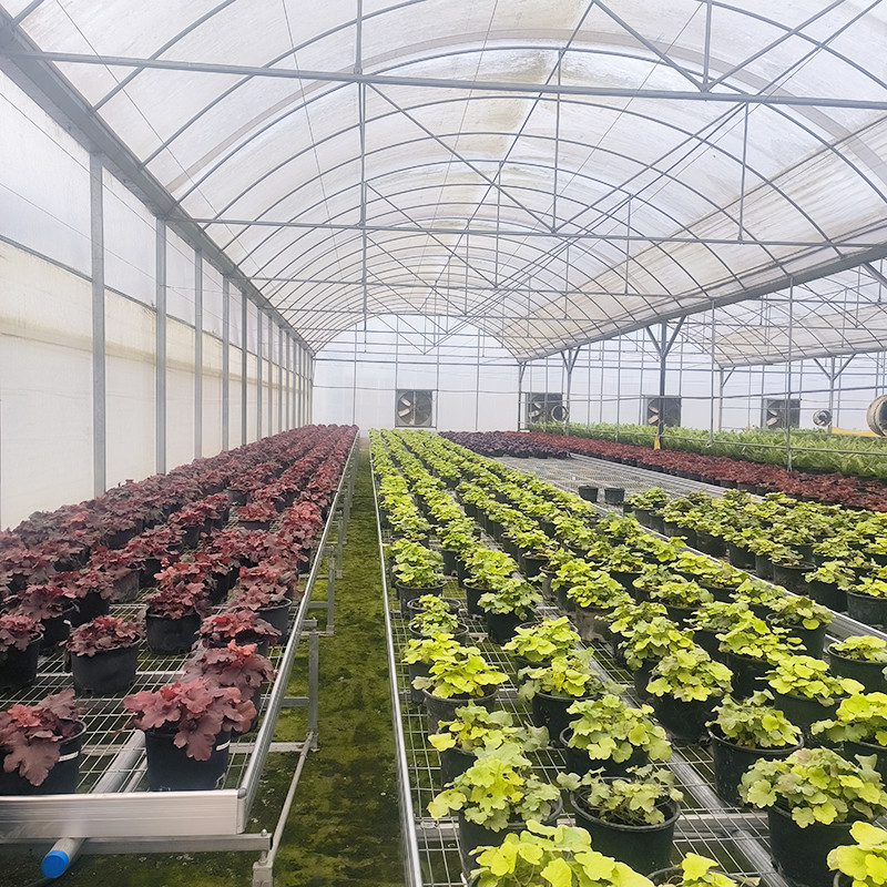 Vente à chaud de serres à film résistant aux UV poly-tunnel multi-span personnalisées pour tomates