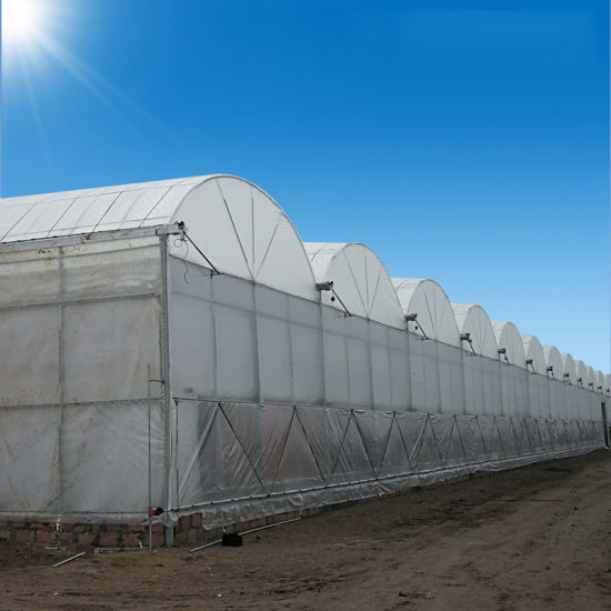 Vente à chaud de serres à film résistant aux UV poly-tunnel multi-span personnalisées pour tomates