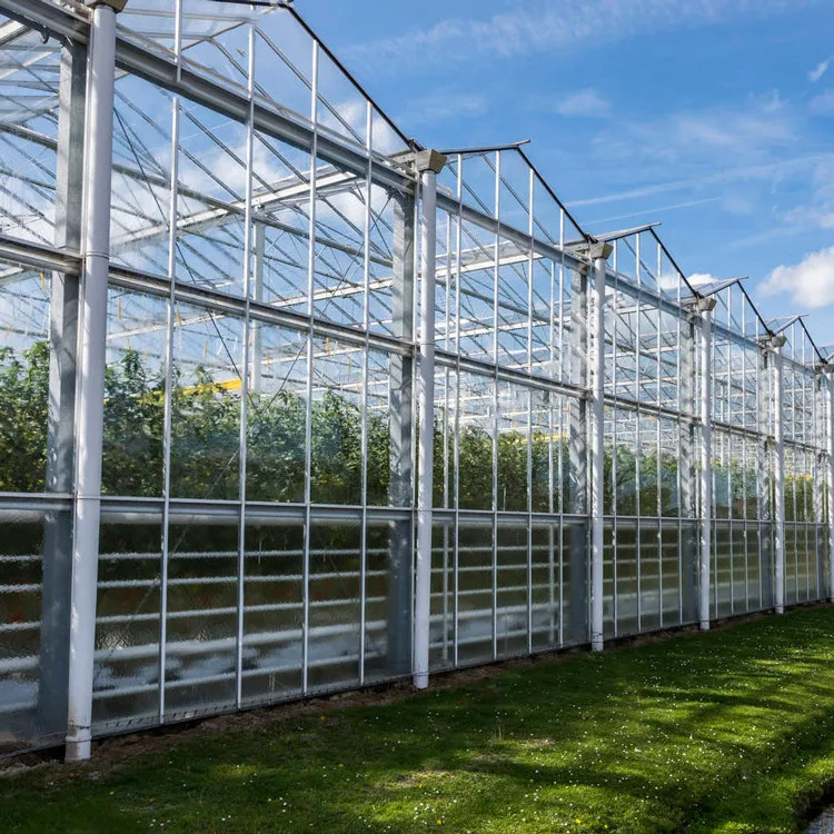 Structure en acier galvanisé à chaud et revêtement en verre renforcé pour une ventilation optimale dans les serres en verre agricole