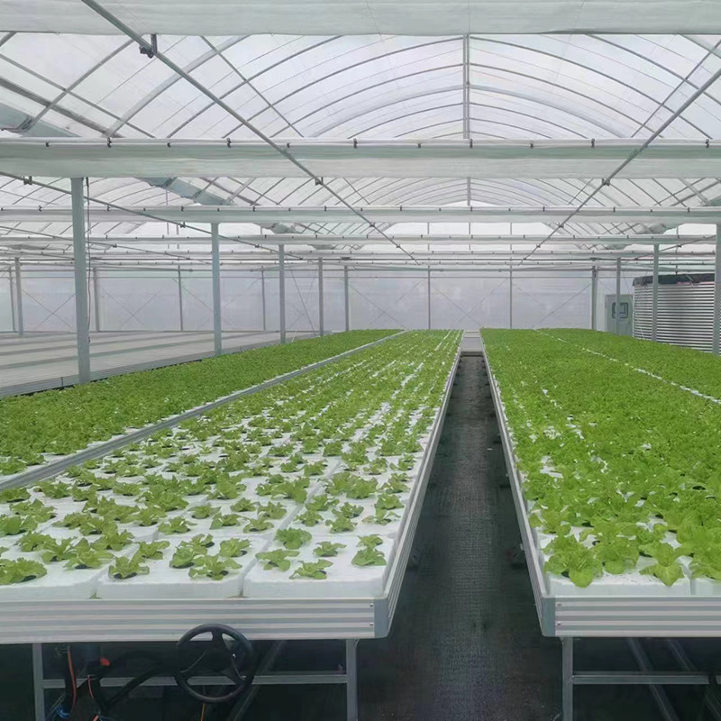 Tableau de culture de serre de taille personnalisée pour l' horticulture