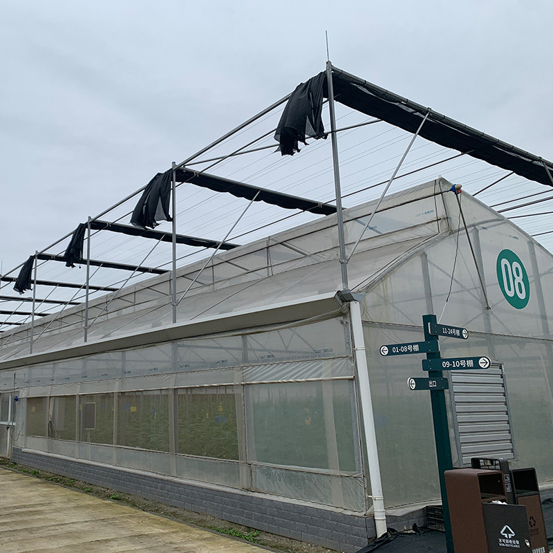 Serre tunnel multi-travées avec toit en dents de scie pour la ventilation naturelle et la diffusion de la lumière