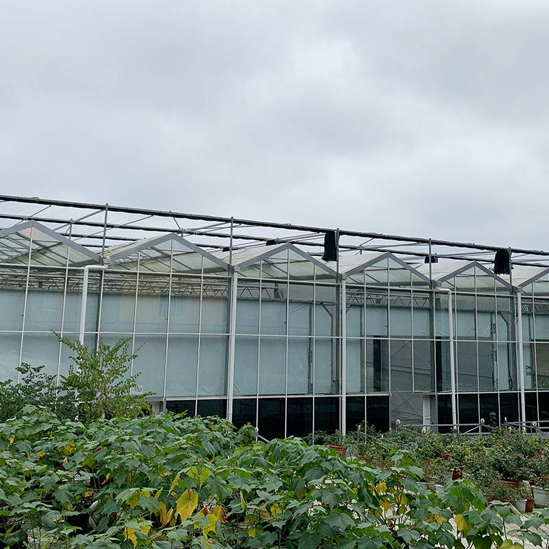 Structure en acier galvanisé à chaud Ventilation automatique Verre agricole Venlo Serre de semis de tomates à longue portée