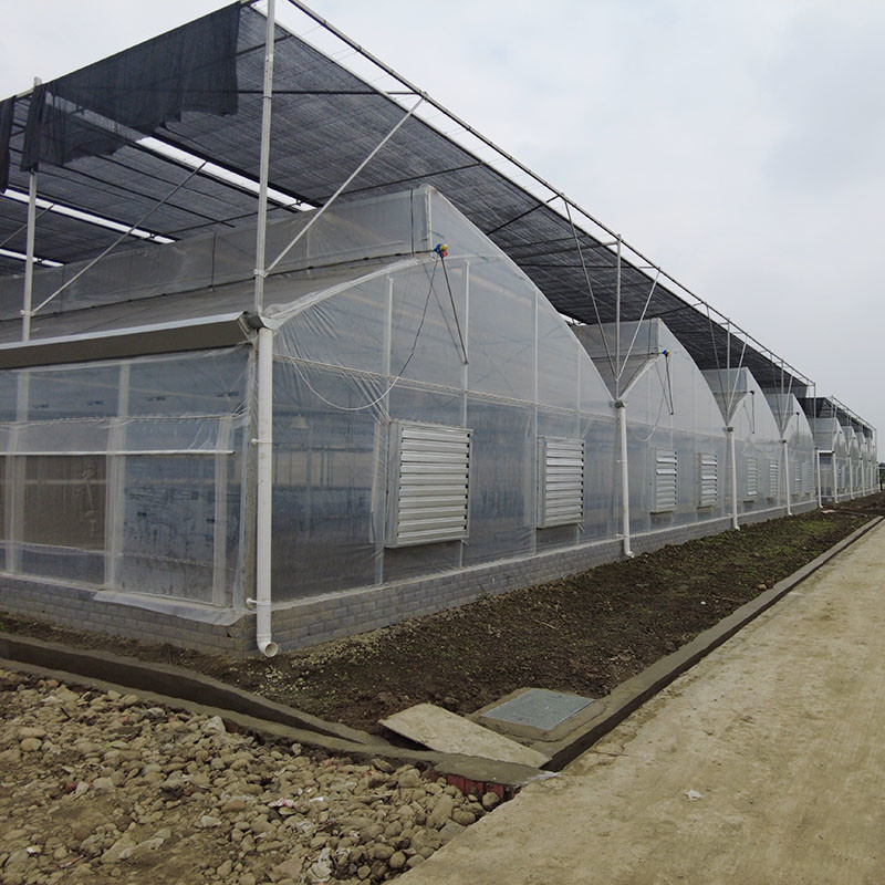 Serre tunnel multi-travées avec toit en dents de scie pour la ventilation naturelle et la diffusion de la lumière