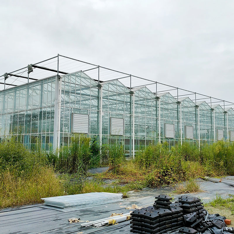 Structure en acier galvanisé à chaud Ventilation automatique Verre agricole Venlo Serre de semis de tomates à longue portée