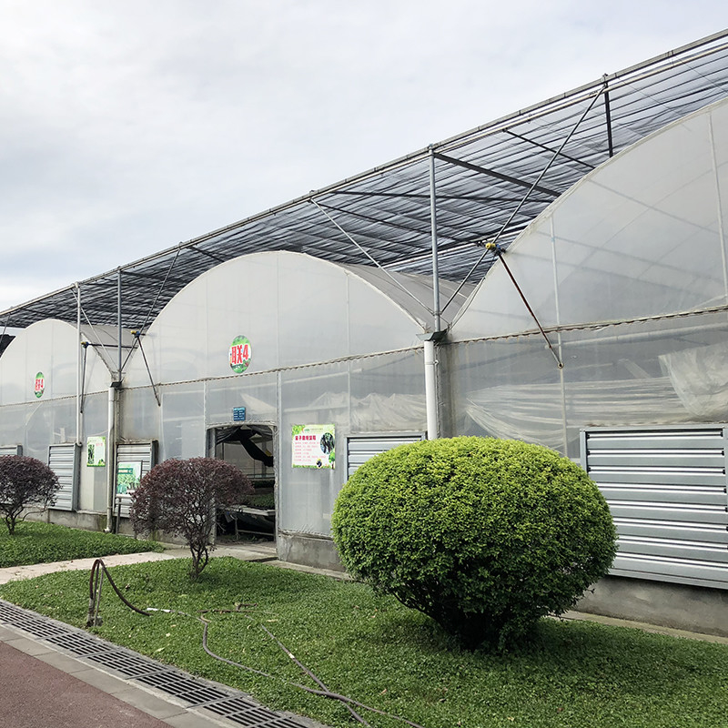 Structure d'acier Grand tunnel personnalisé à longue portée en plastique Serres de culture de bleuets pour une structure stable