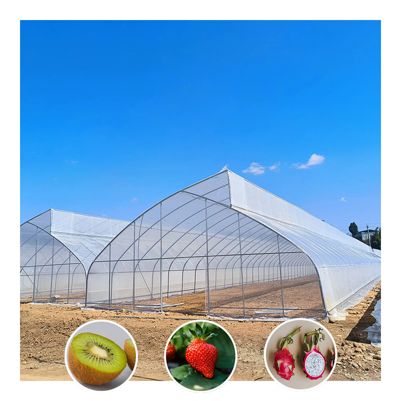 Tunnel de serre en plastique tropical à dent de scie unique sur mesure pour la culture des légumes