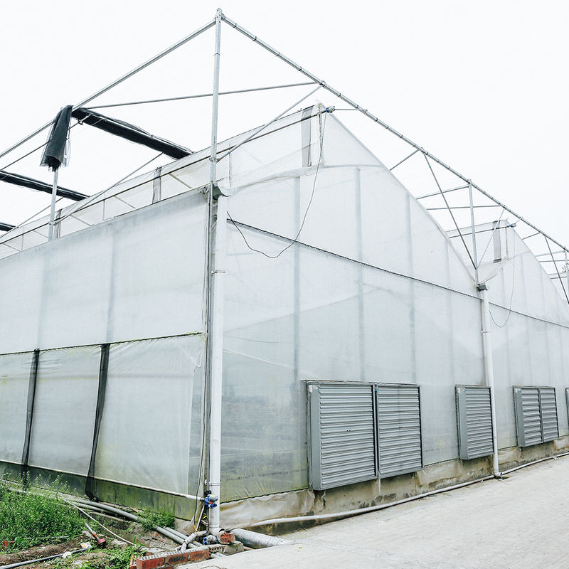 Serre tunnel multi-travées avec toit en dents de scie pour la ventilation naturelle et la diffusion de la lumière