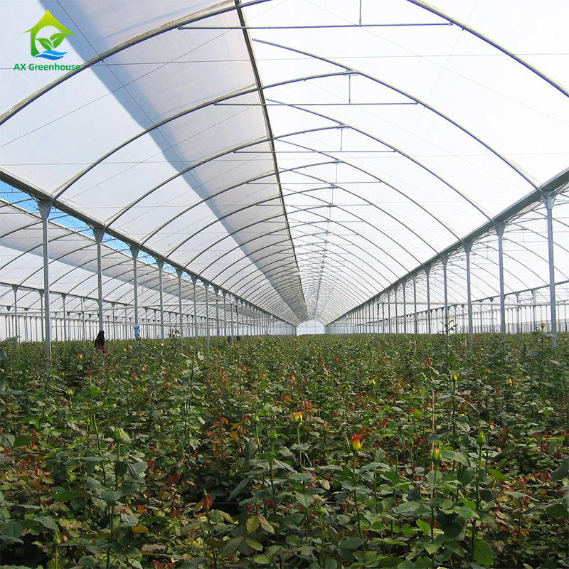 Une grande serre à pellicule pour la culture des légumes à feuilles, tomates, concombres, poivrons, aubergines, fraises, pastèques