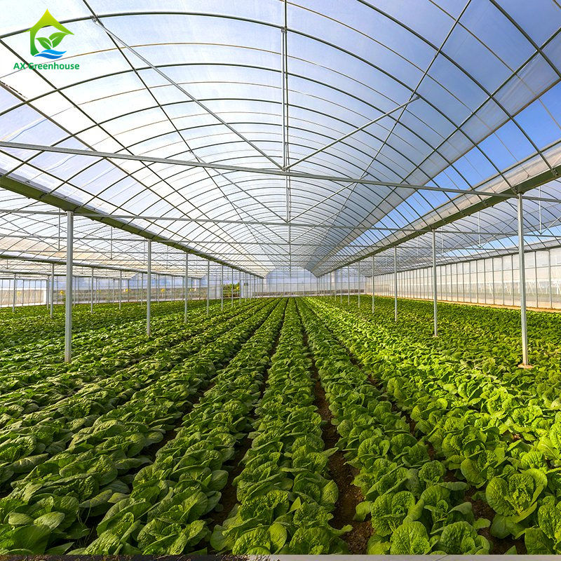 Une grande serre à pellicule pour la culture des légumes à feuilles, tomates, concombres, poivrons, aubergines, fraises, pastèques
