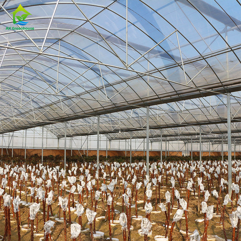 Une grande serre à pellicule pour la culture des légumes à feuilles, tomates, concombres, poivrons, aubergines, fraises, pastèques