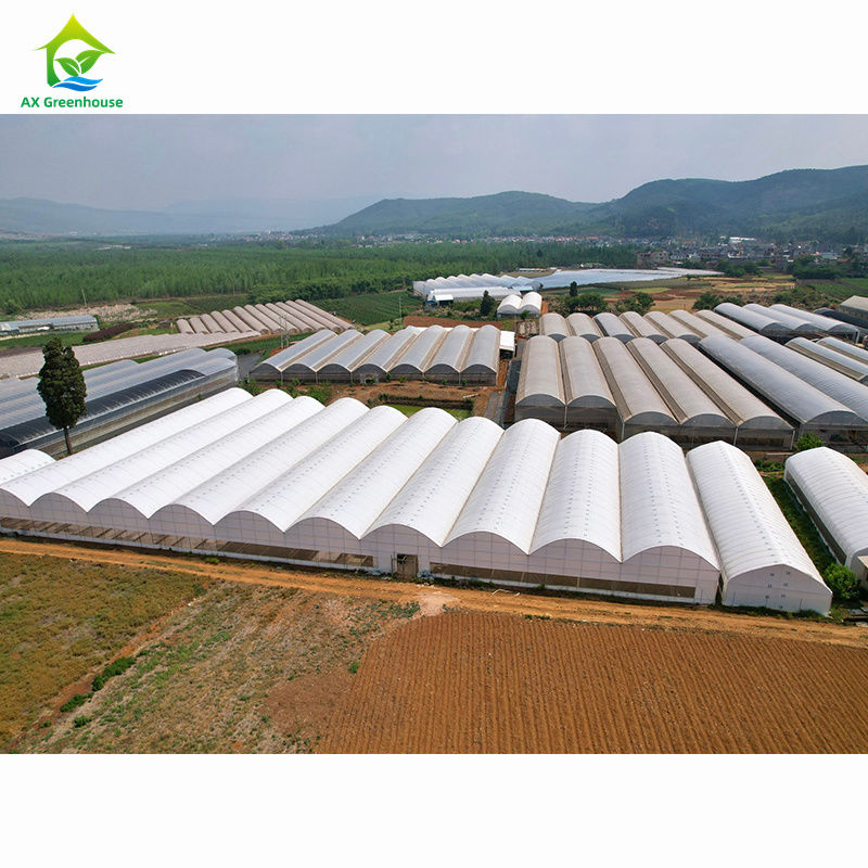 Des serres agricoles à grande échelle. Une usine de serres professionnelle pour la personnalisation en vrac.