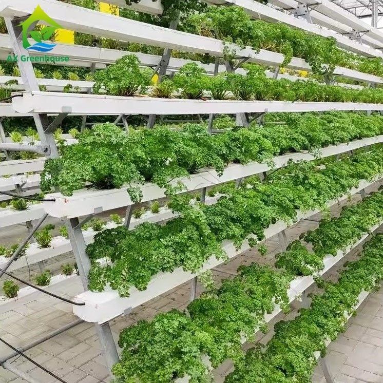 Système de culture hors-sol en serre, technique du film nutritif (NFT) en A, culture efficace de légumes en canal