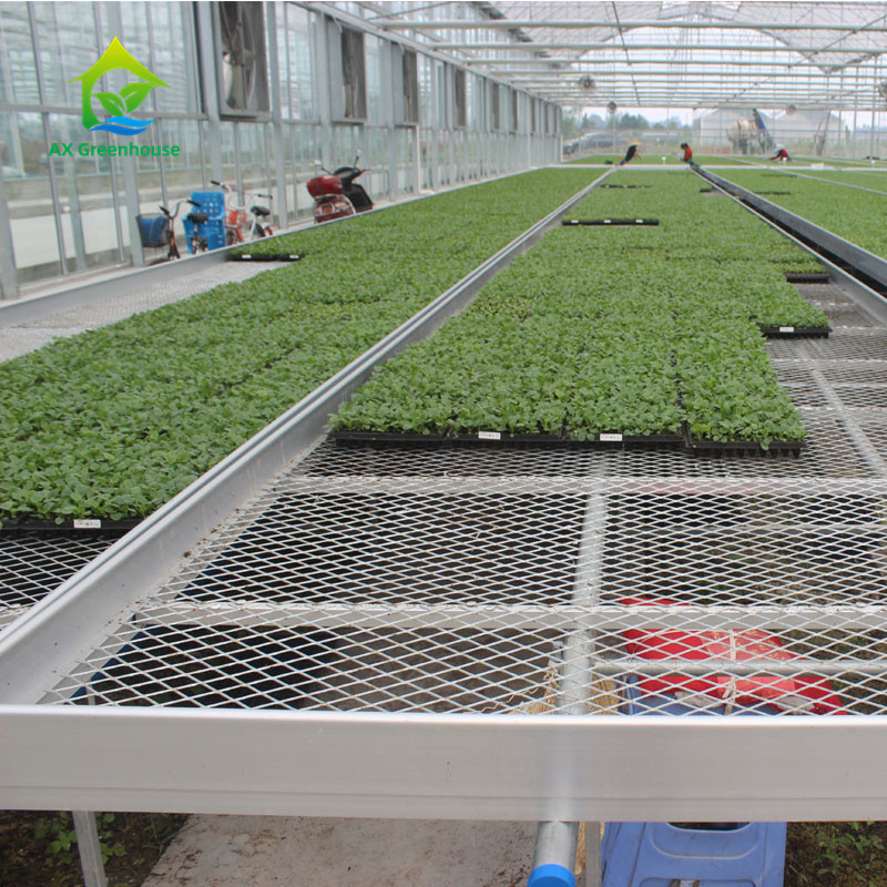 Agriculture Commercial Indoor Mesh Wire Serre Cultivation Table à rouleaux Pour les semis