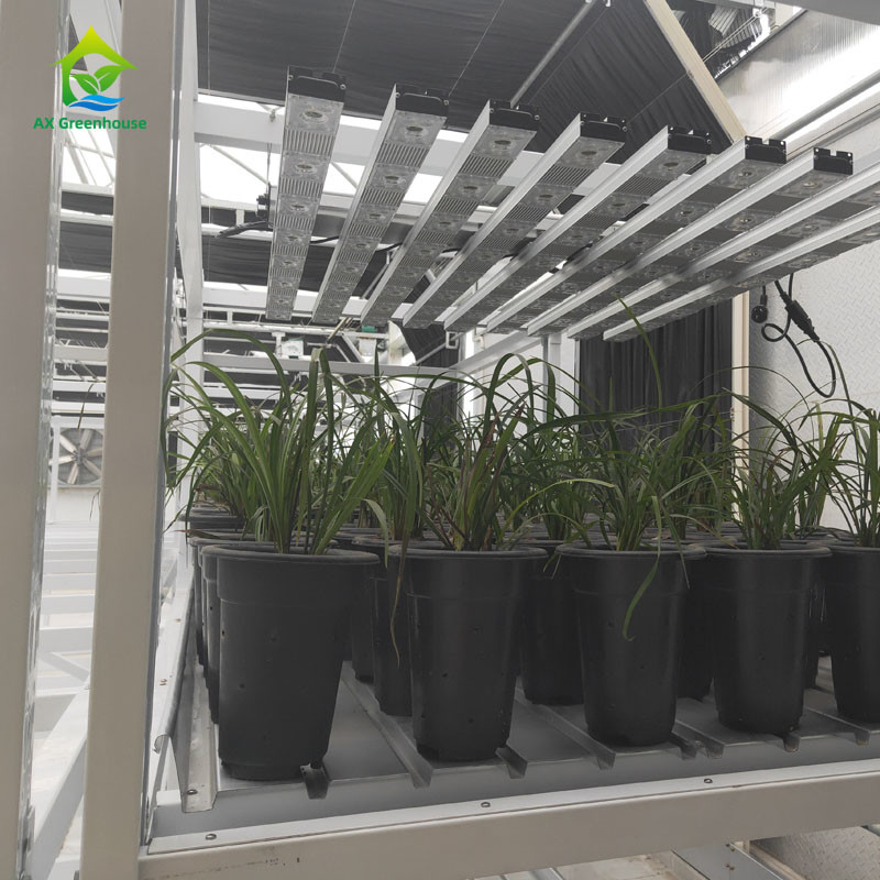 Rack de culture d'herbes médicinales à double couche à l'intérieur pour l'agriculture verticale