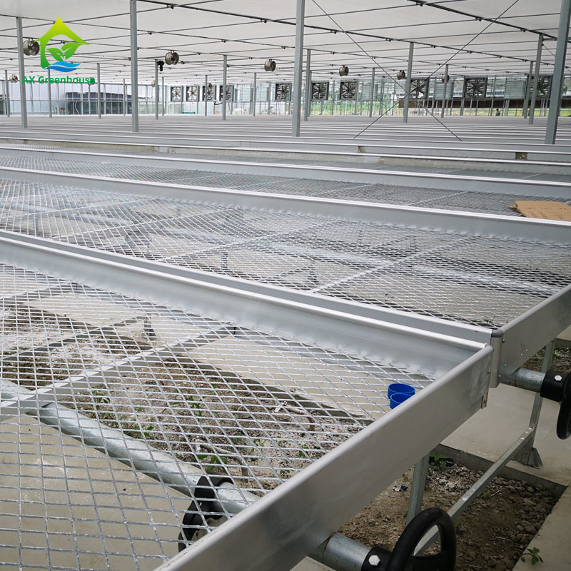 Agriculture Commercial Indoor Mesh Wire Serre Cultivation Table à rouleaux Pour les semis